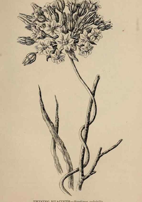 Reproducción/Reproduction 7176806958: The wild flowers of California;. San Francisco,Payot, Upham, & company,1902.