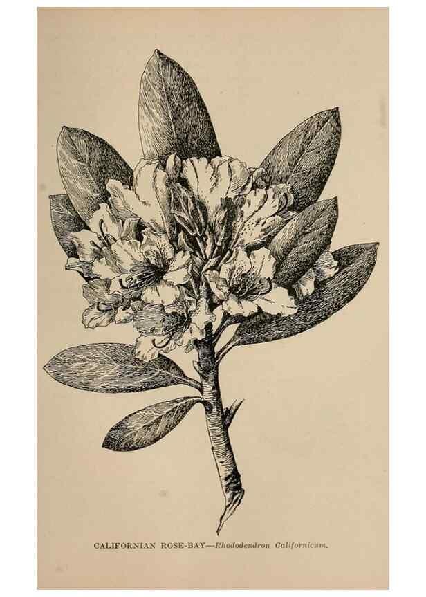 Reproducción/Reproduction 7176808132: The wild flowers of California;. San Francisco,Payot, Upham, & company,1902.