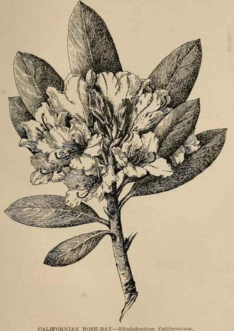 Reproducción/Reproduction 7176808132: The wild flowers of California;. San Francisco,Payot, Upham, & company,1902.