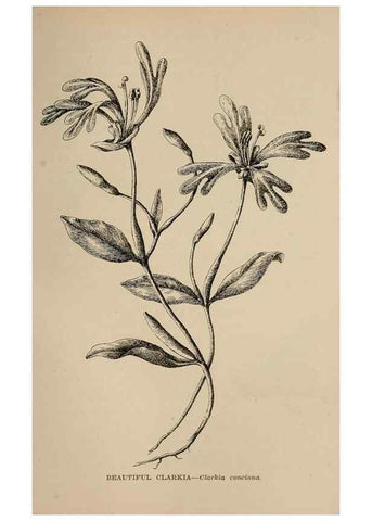 Reproducción/Reproduction 7176809306: The wild flowers of California;. San Francisco,Payot, Upham, & company,1902.