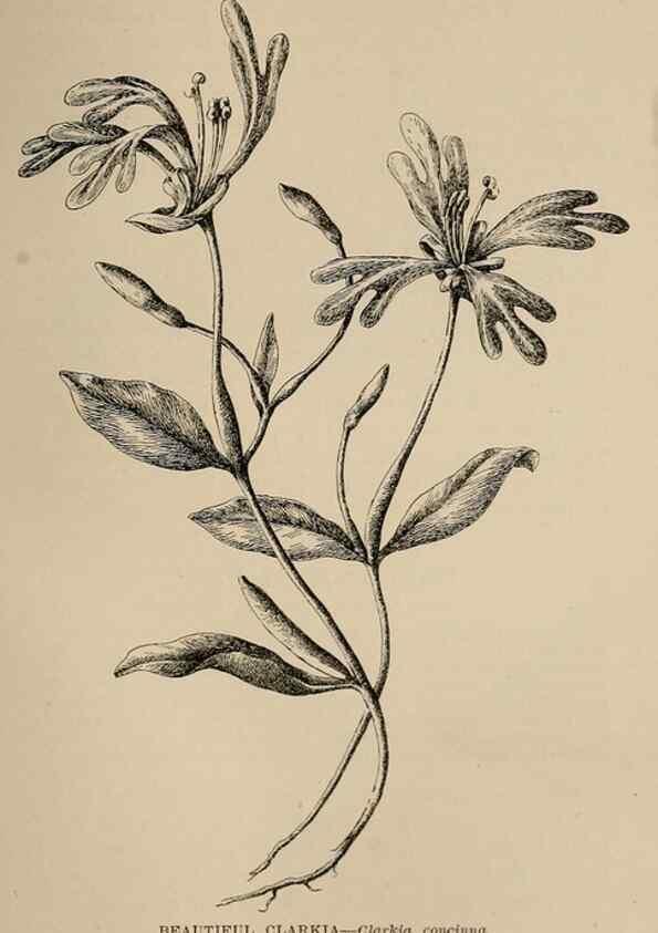 Reproducción/Reproduction 7176809306: The wild flowers of California;. San Francisco,Payot, Upham, & company,1902.