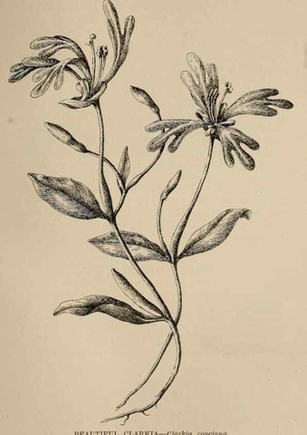 Reproducción/Reproduction 7176809306: The wild flowers of California;. San Francisco,Payot, Upham, & company,1902.