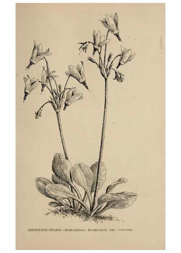 Reproducción/Reproduction 7176788696: The wild flowers of California;. San Francisco,Payot, Upham, & company,1902.