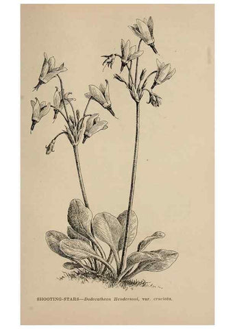 Reproducción/Reproduction 7176788696: The wild flowers of California;. San Francisco,Payot, Upham, & company,1902.
