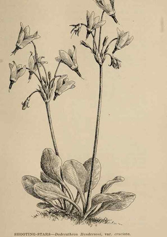 Reproducción/Reproduction 7176788696: The wild flowers of California;. San Francisco,Payot, Upham, & company,1902.