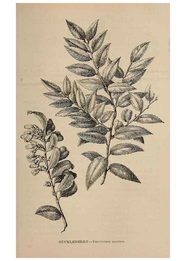 Reproducción/Reproduction 7176787452: The wild flowers of California;. San Francisco,Payot, Upham, & company,1902.