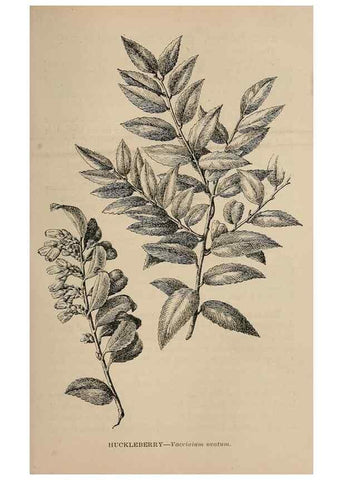 Reproducción/Reproduction 7176787452: The wild flowers of California;. San Francisco,Payot, Upham, & company,1902.