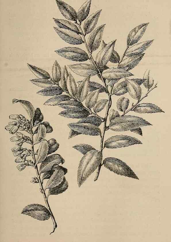 Reproducción/Reproduction 7176787452: The wild flowers of California;. San Francisco,Payot, Upham, & company,1902.