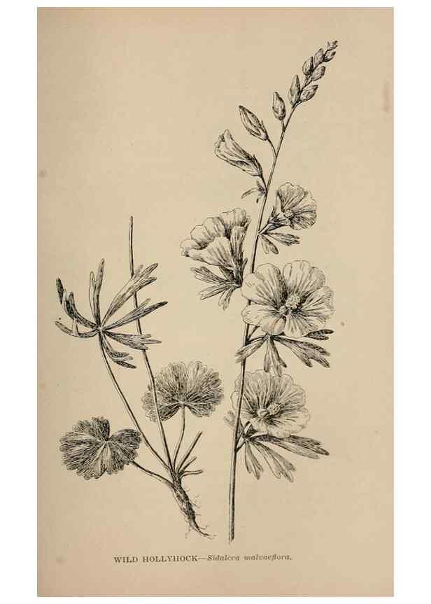 Reproducción/Reproduction 7176785720: The wild flowers of California;. San Francisco,Payot, Upham, & company,1902.