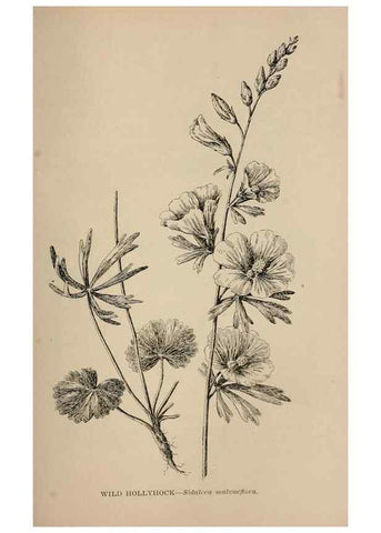Reproducción/Reproduction 7176785720: The wild flowers of California;. San Francisco,Payot, Upham, & company,1902.