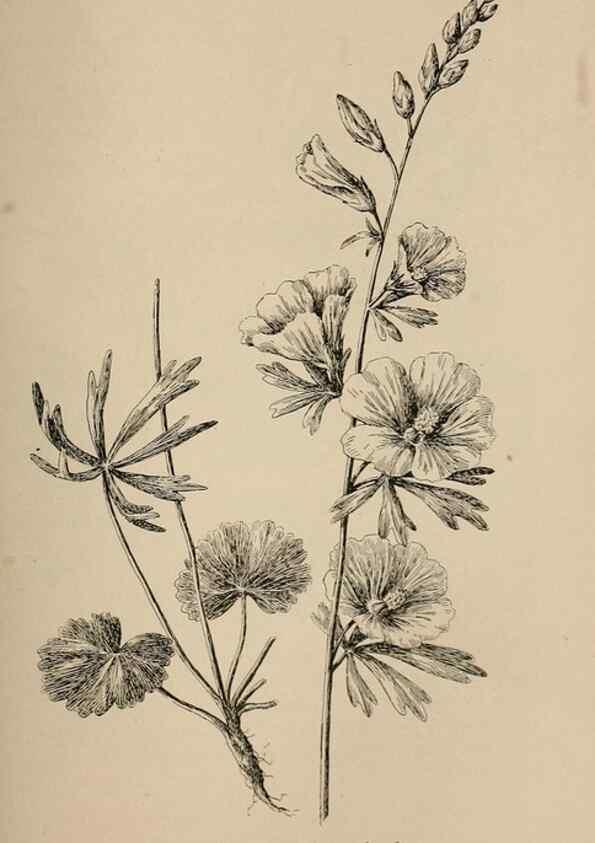 Reproducción/Reproduction 7176785720: The wild flowers of California;. San Francisco,Payot, Upham, & company,1902.