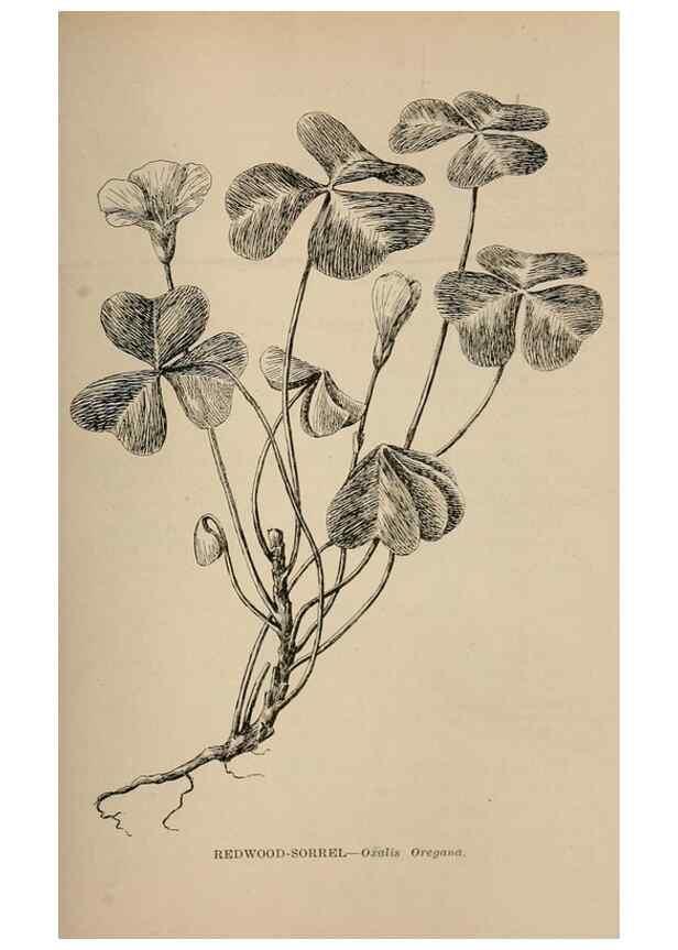 Reproducción/Reproduction 7176784440: The wild flowers of California;. San Francisco,Payot, Upham, & company,1902.