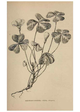 Reproducción/Reproduction 7176784440: The wild flowers of California;. San Francisco,Payot, Upham, & company,1902.