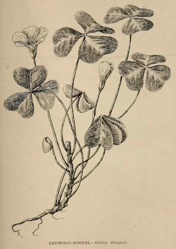 Reproducción/Reproduction 7176784440: The wild flowers of California;. San Francisco,Payot, Upham, & company,1902.