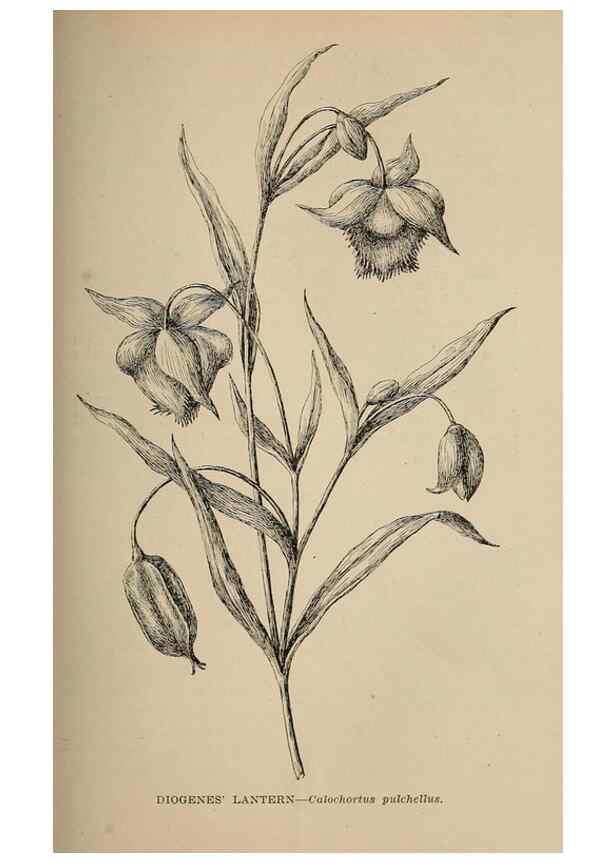 Reproducción/Reproduction 7176758862: The wild flowers of California;. San Francisco,Payot, Upham, & company,1902.
