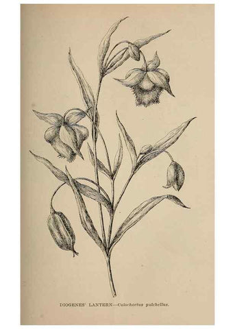 Reproducción/Reproduction 7176758862: The wild flowers of California;. San Francisco,Payot, Upham, & company,1902.