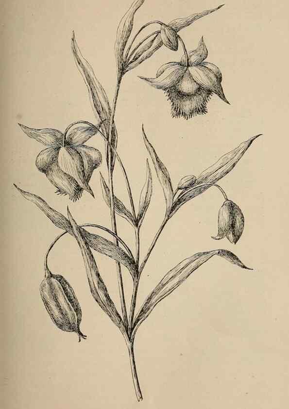 Reproducción/Reproduction 7176758862: The wild flowers of California;. San Francisco,Payot, Upham, & company,1902.