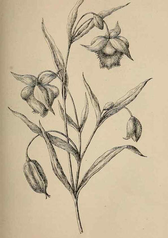 Reproducción/Reproduction 7176758862: The wild flowers of California;. San Francisco,Payot, Upham, & company,1902.