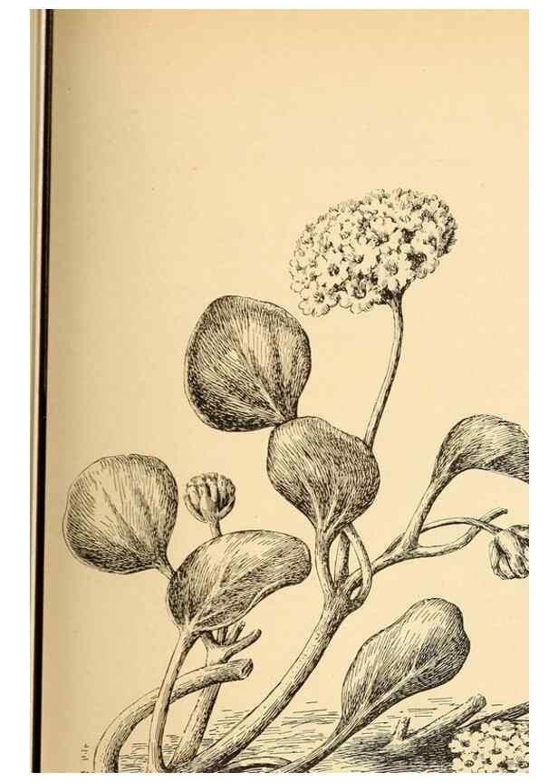 Reproducción/Reproduction 7176760528: The wild flowers of California;. San Francisco,Payot, Upham, & company,1902.
