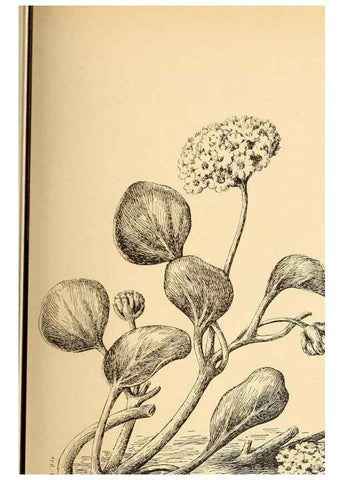 Reproducción/Reproduction 7176760528: The wild flowers of California;. San Francisco,Payot, Upham, & company,1902.