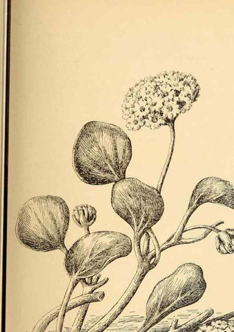 Reproducción/Reproduction 7176760528: The wild flowers of California;. San Francisco,Payot, Upham, & company,1902.