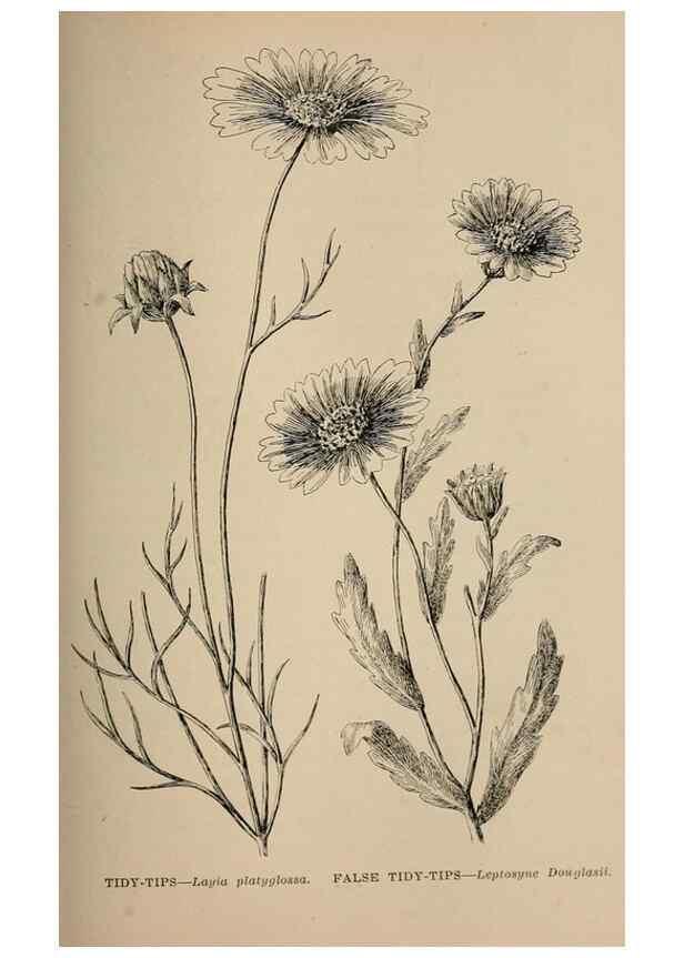 Reproducción/Reproduction 7176762074: The wild flowers of California;. San Francisco,Payot, Upham, & company,1902.
