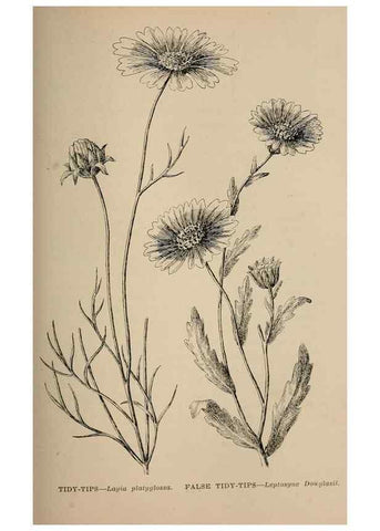 Reproducción/Reproduction 7176762074: The wild flowers of California;. San Francisco,Payot, Upham, & company,1902.