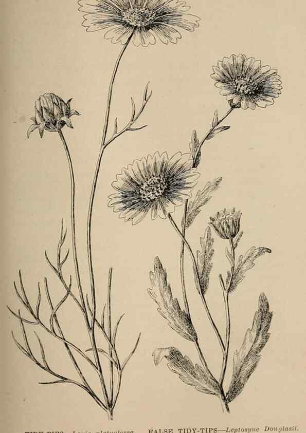Reproducción/Reproduction 7176762074: The wild flowers of California;. San Francisco,Payot, Upham, & company,1902.