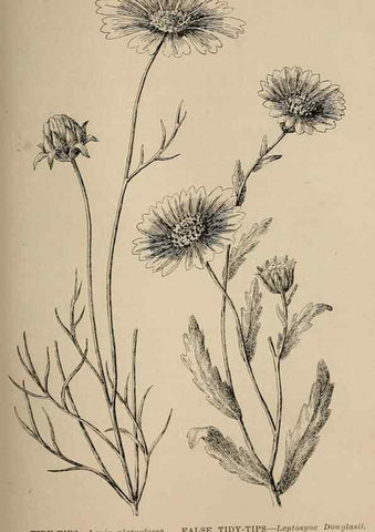 Reproducción/Reproduction 7176762074: The wild flowers of California;. San Francisco,Payot, Upham, & company,1902.