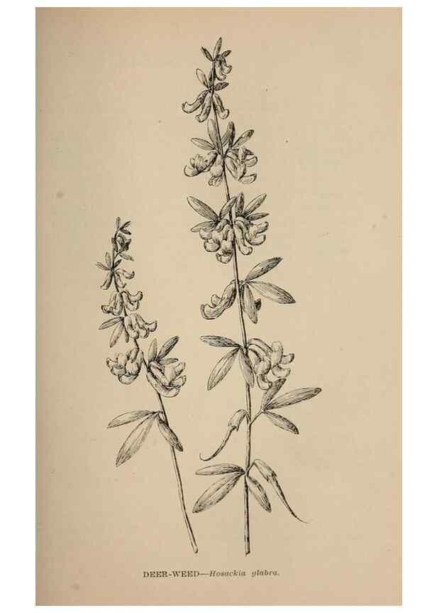 Reproducción/Reproduction 7176764252: The wild flowers of California;. San Francisco,Payot, Upham, & company,1902.