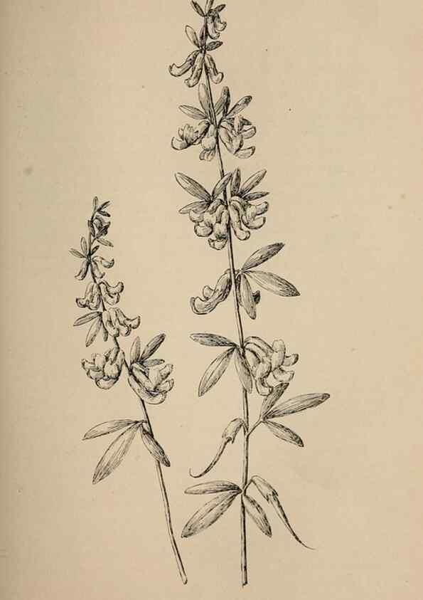 Reproducción/Reproduction 7176764252: The wild flowers of California;. San Francisco,Payot, Upham, & company,1902.