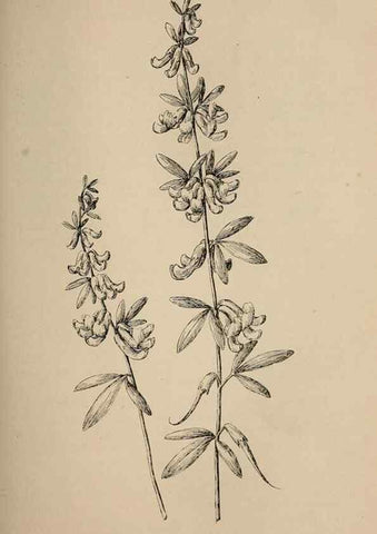 Reproducción/Reproduction 7176764252: The wild flowers of California;. San Francisco,Payot, Upham, & company,1902.