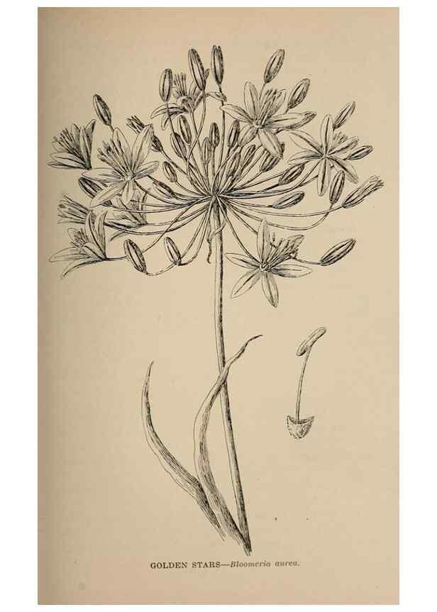 Reproducción/Reproduction 7176765824: The wild flowers of California;. San Francisco,Payot, Upham, & company,1902.