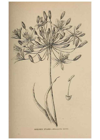 Reproducción/Reproduction 7176765824: The wild flowers of California;. San Francisco,Payot, Upham, & company,1902.