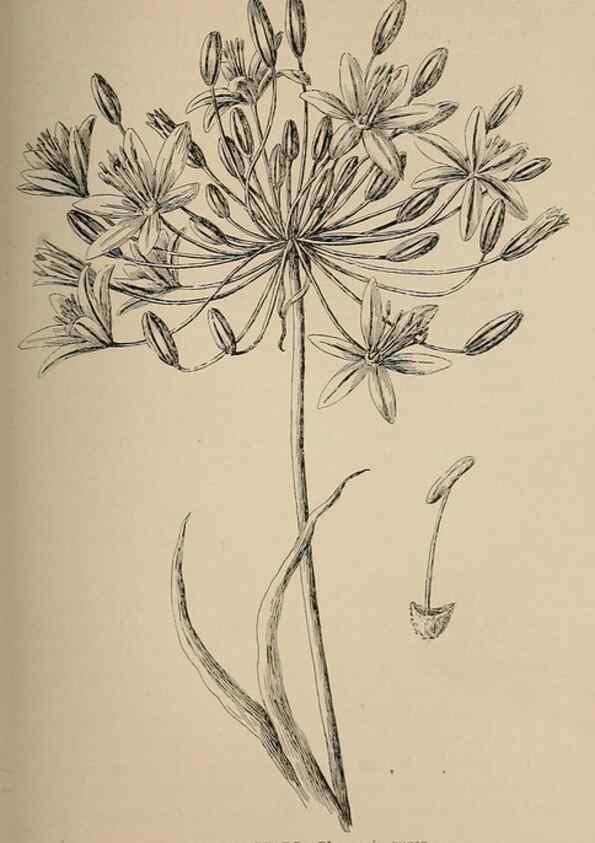 Reproducción/Reproduction 7176765824: The wild flowers of California;. San Francisco,Payot, Upham, & company,1902.