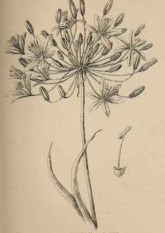 Reproducción/Reproduction 7176765824: The wild flowers of California;. San Francisco,Payot, Upham, & company,1902.