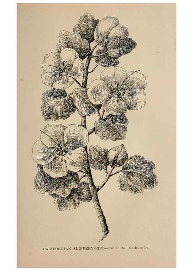 Reproducción/Reproduction 7176767924: The wild flowers of California;. San Francisco,Payot, Upham, & company,1902.