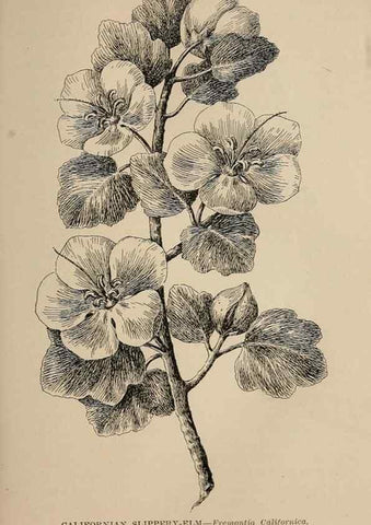 Reproducción/Reproduction 7176767924: The wild flowers of California;. San Francisco,Payot, Upham, & company,1902.
