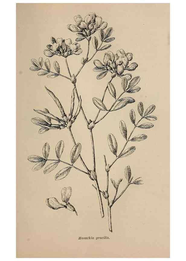 Reproducción/Reproduction 7176770864: The wild flowers of California;. San Francisco,Payot, Upham, & company,1902.