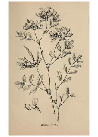 Reproducción/Reproduction 7176770864: The wild flowers of California;. San Francisco,Payot, Upham, & company,1902.