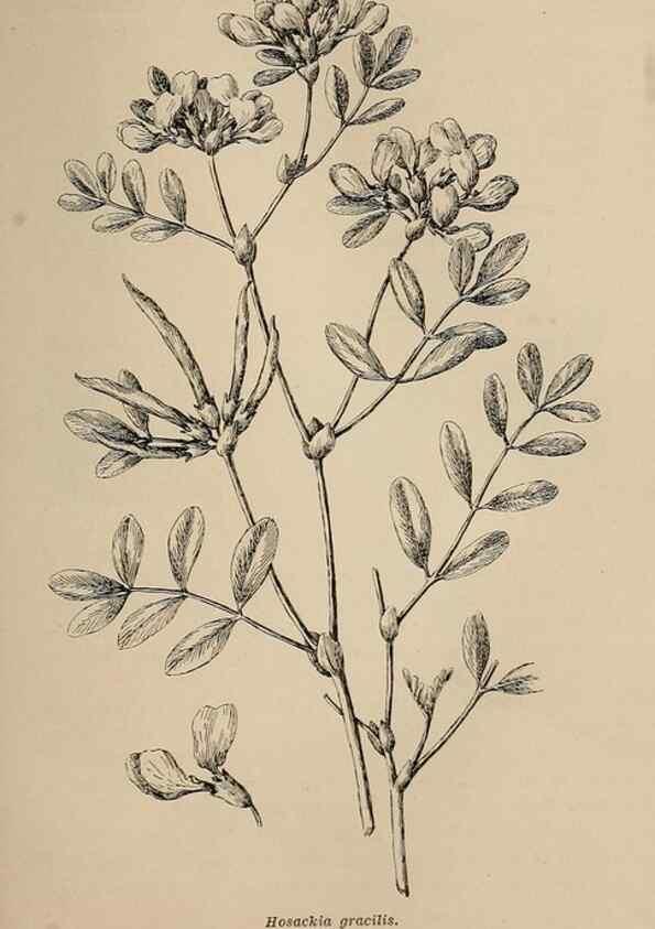 Reproducción/Reproduction 7176770864: The wild flowers of California;. San Francisco,Payot, Upham, & company,1902.