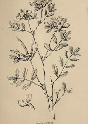 Reproducción/Reproduction 7176770864: The wild flowers of California;. San Francisco,Payot, Upham, & company,1902.