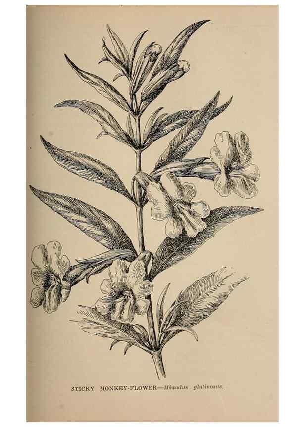Reproducción/Reproduction 7176756084: The wild flowers of California;. San Francisco,Payot, Upham, & company,1902.