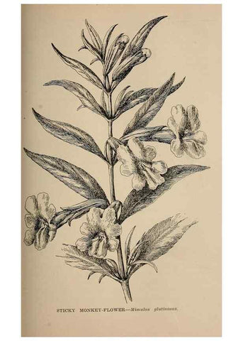 Reproducción/Reproduction 7176756084: The wild flowers of California;. San Francisco,Payot, Upham, & company,1902.