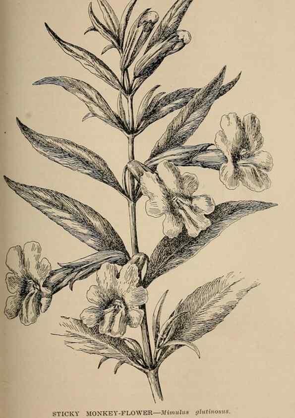 Reproducción/Reproduction 7176756084: The wild flowers of California;. San Francisco,Payot, Upham, & company,1902.
