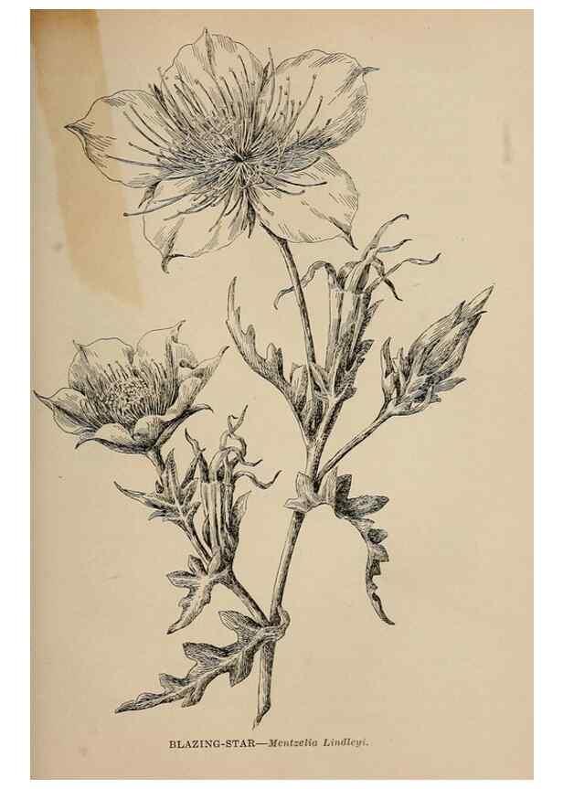 Reproducción/Reproduction 7176772252: The wild flowers of California;. San Francisco,Payot, Upham, & company,1902.