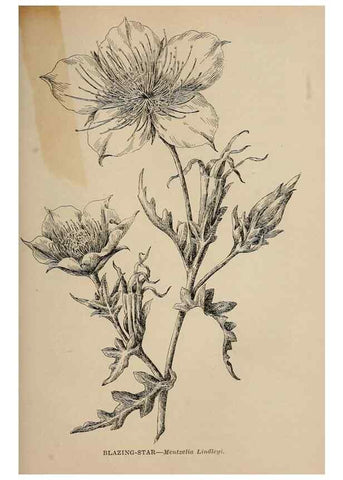 Reproducción/Reproduction 7176772252: The wild flowers of California;. San Francisco,Payot, Upham, & company,1902.