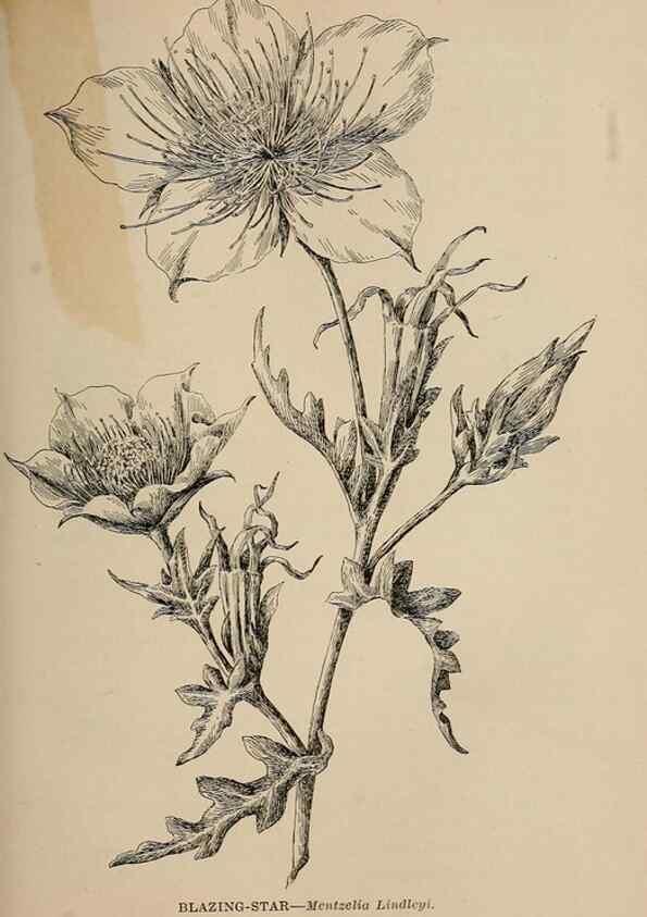 Reproducción/Reproduction 7176772252: The wild flowers of California;. San Francisco,Payot, Upham, & company,1902.