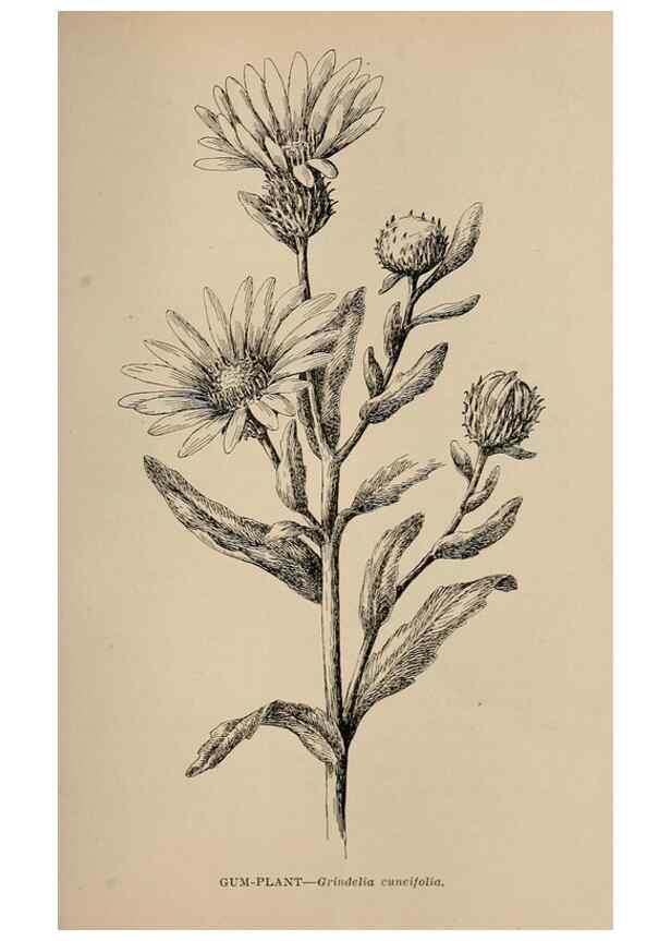 Reproducción/Reproduction 7176775030: The wild flowers of California;. San Francisco,Payot, Upham, & company,1902.