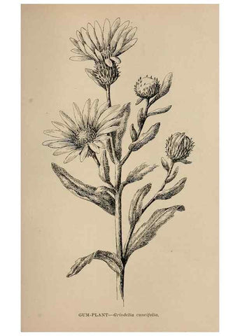 Reproducción/Reproduction 7176775030: The wild flowers of California;. San Francisco,Payot, Upham, & company,1902.